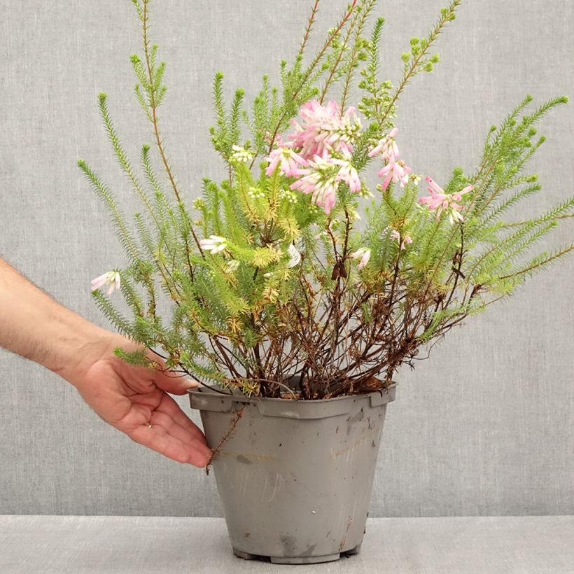 Esemplare di Erica verticillata Vaso da 4L/5L consegnato in estate