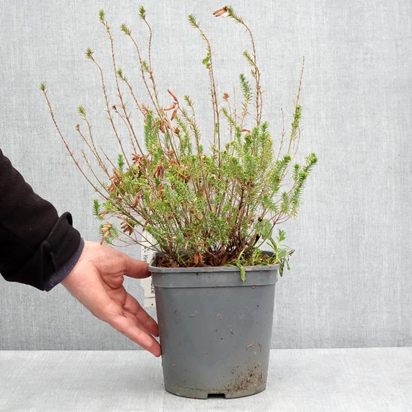 Erica verticillata Vaso da 4L/5L esemplare consegnato in primavera