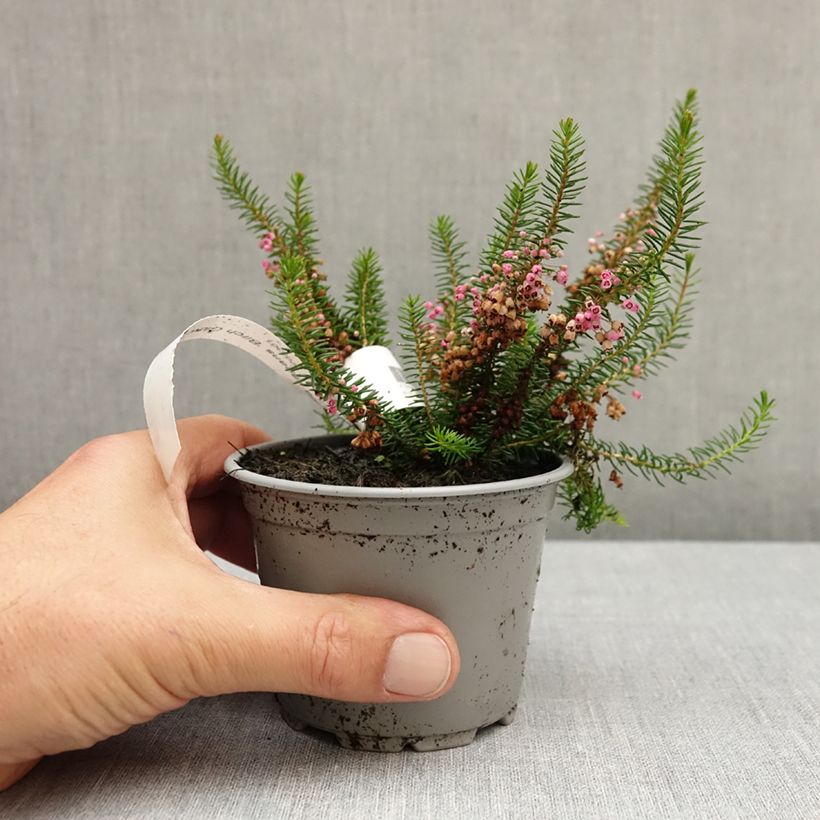 Esemplare di Erica vagans Birch Glow Vaso da Ø 10 cm/11 cm come consegnato in autunno