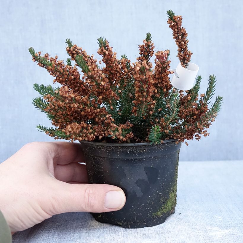 Erica vagans Birch Glow Vaso da Ø 12 cm / 13 cm esemplare consegnato in inverno