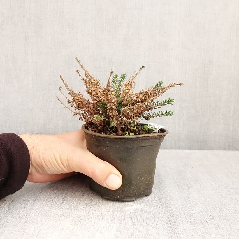 Esemplare di Erica vagans Holden Pink Vaso da Ø 12 cm / 13 cm come consegnato in autunno