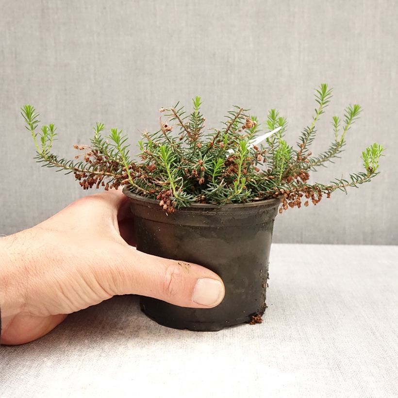 Erica vagans Holden Pink Vaso da Ø 12 cm / 13 cm esemplare consegnato in primavera