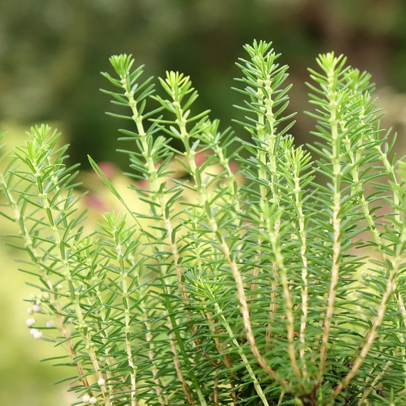 Erica vagans Holden Pink (Fogliame)