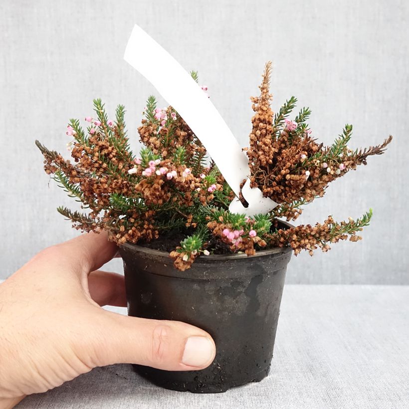 Esemplare di Erica vagans Pyrenees Pink Vaso da Ø 10 cm/11 cm come consegnato in autunno