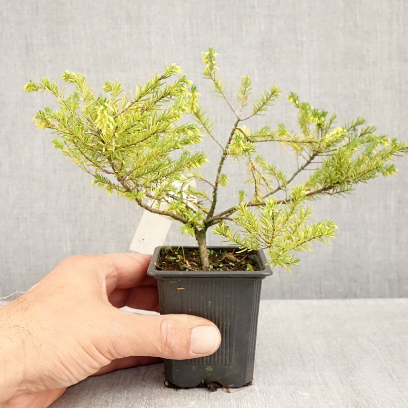 Esemplare di Erica vagans White Rocket Vasetto da 8/9 cm come consegnato in autunno