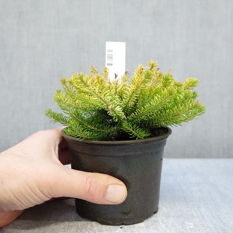 Erica vagans Yellow John Vaso da Ø 10 cm/11 cm esemplare consegnato in inverno
