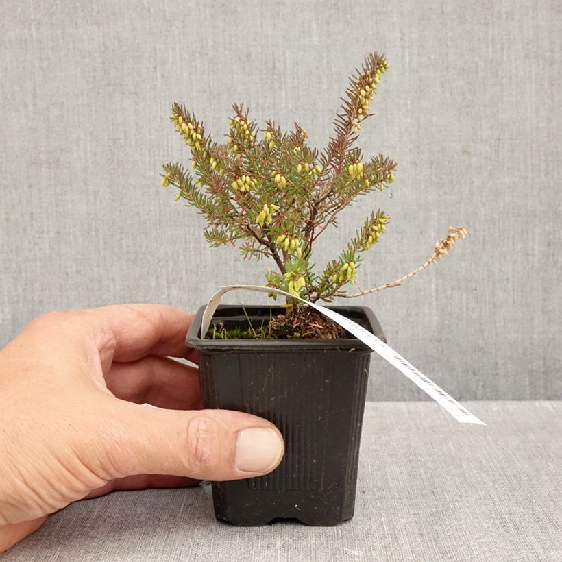 Esemplare di Erica darleyensis Winter Belles Lucie Vasetto da 8/9 cm come consegnato in autunno