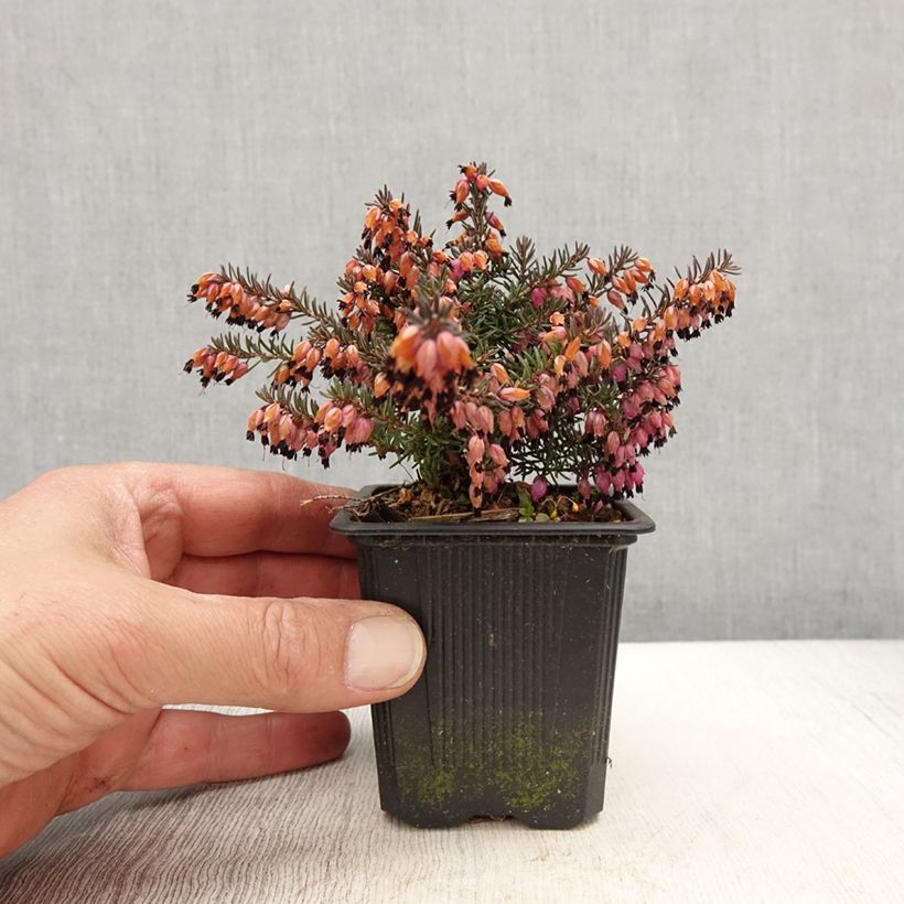 Erica darleyensis Winter Belles Lucie Vasetto da 8/9 cm esemplare consegnato in primavera
