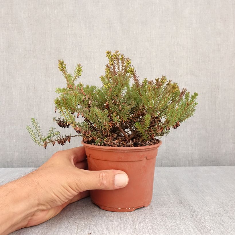 Esemplare di Erica darleyensis Winter Belles Lucie Vaso da 1L/1,5L consegnato in estate