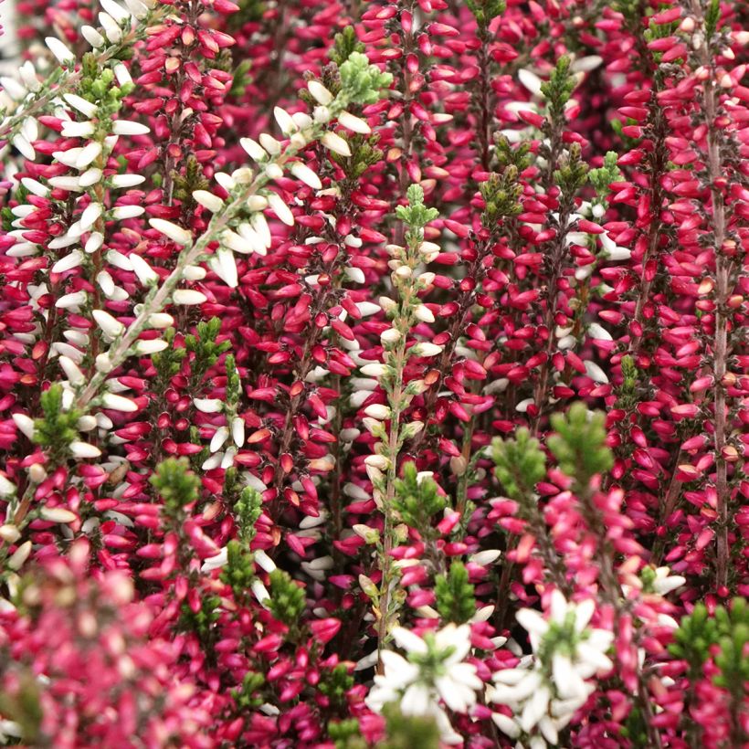 Calluna vulgaris Garden Girls Trio Mix - Brugo (Fioritura)