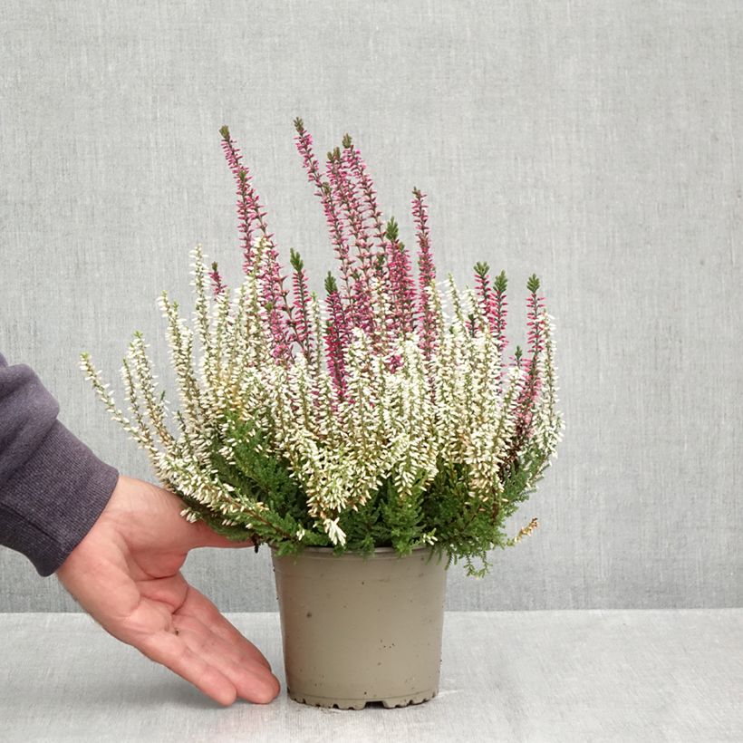 Esemplare di Calluna vulgaris Garden Girls Trio Mix - Brugo Vaso da 1L/1,5L come consegnato in autunno