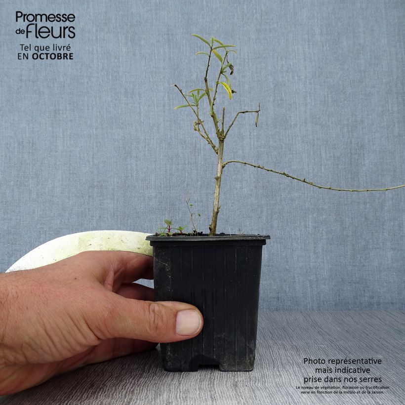 Esemplare di Buddleja alternifolia - Albero delle farfalle Vasetto da 8/9 cm come consegnato in autunno