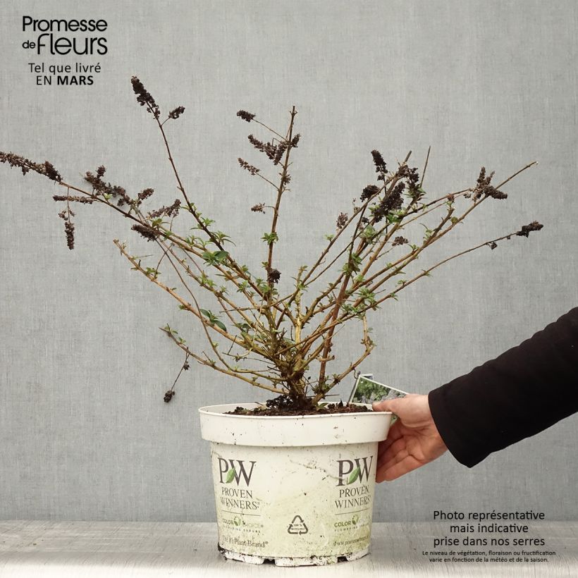 Albero delle farfalle Blue Chip Vaso da 7,5L/10L esemplare consegnato in primavera