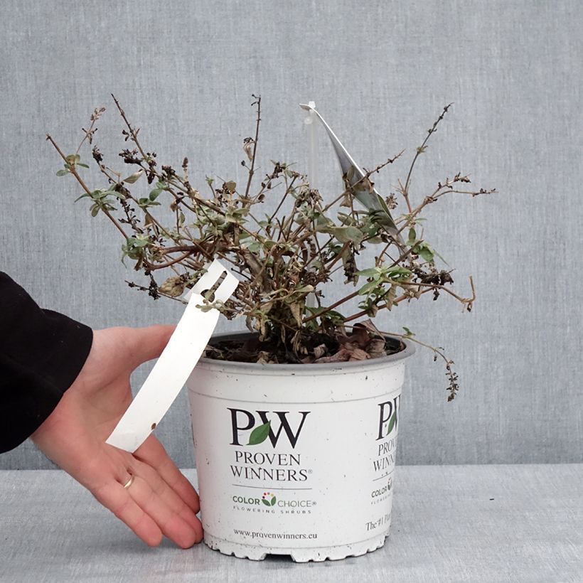 Albero delle farfalle Blue Chip Jr Vaso da 2L/3L esemplare consegnato in inverno