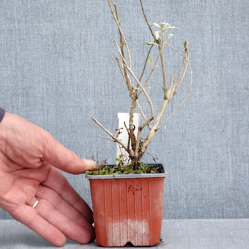 Esemplare di Albero delle farfalle Adonis Blue Vasetto da 8/9 cm come consegnato in autunno