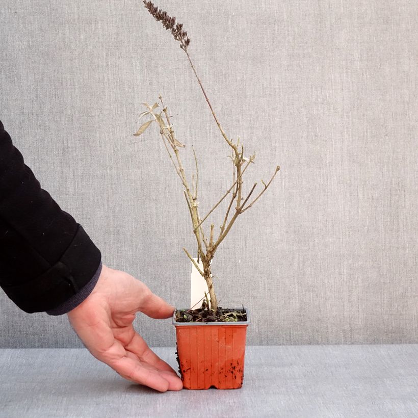 Albero delle farfalle Adonis Blue Vasetto da 8/9 cm esemplare consegnato in inverno