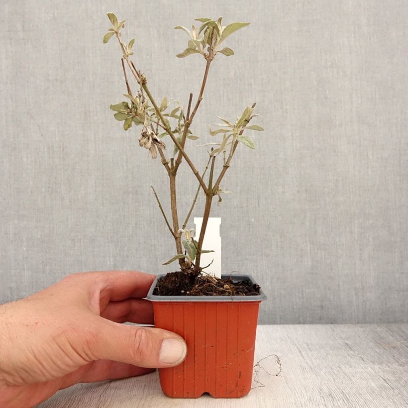 Albero delle farfalle Adonis Blue Vasetto da 8/9 cm esemplare consegnato in primavera