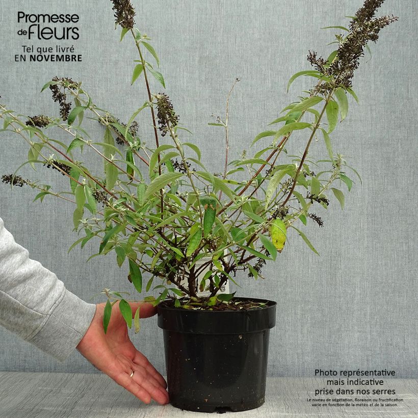 Esemplare di Albero delle farfalle Adonis Blue Vaso da 3L/4L come consegnato in autunno