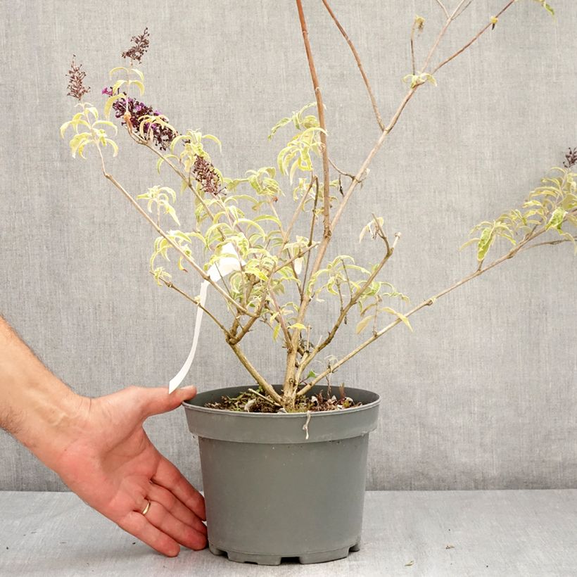 Esemplare di Albero delle farfalle Harlequin Vaso da 2L/3L consegnato in estate