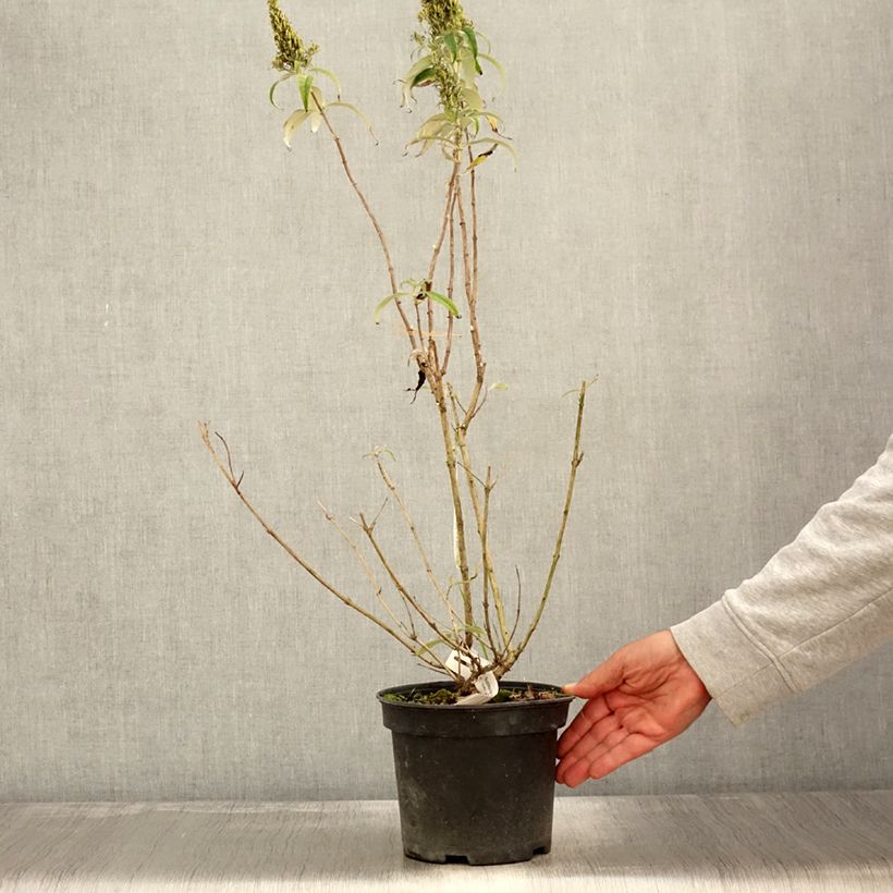 Esemplare di Albero delle farfalle Marbled White Vaso da 2L/3L come consegnato in autunno