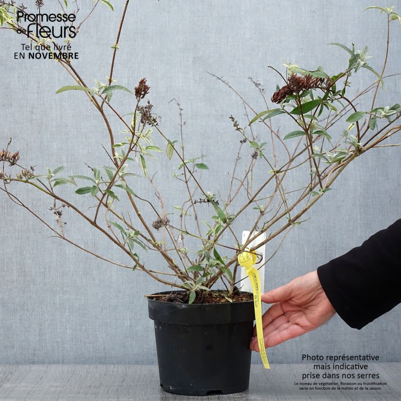 Esemplare di Albero delle farfalle Masquerade Vaso da 3L/4L come consegnato in autunno