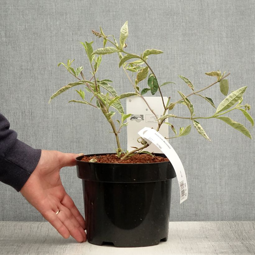 Esemplare di Albero delle farfalle Masquerade Vaso da 3L/4L consegnato in estate