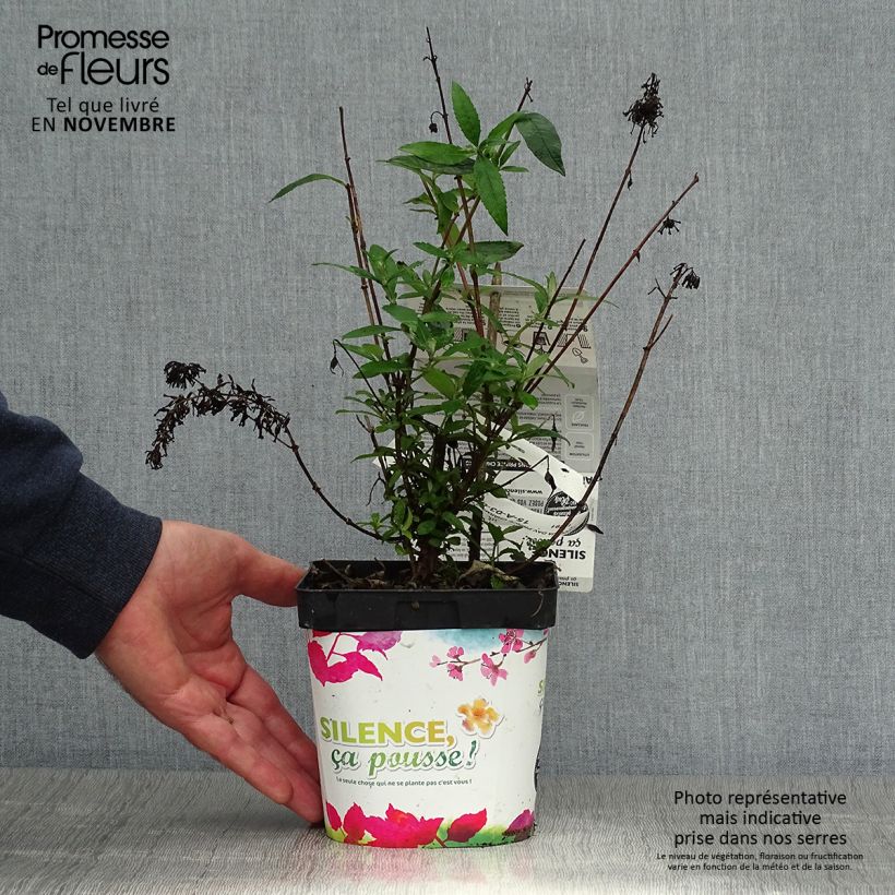 Esemplare di Albero delle farfalle Prince Charming Vaso da 2L/3L come consegnato in autunno