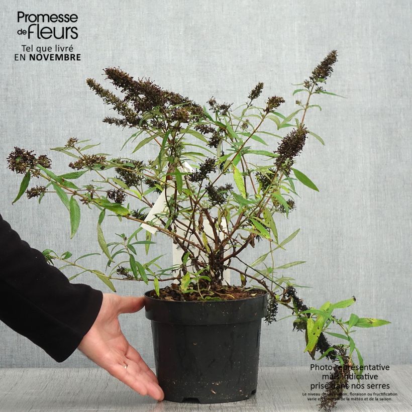 Esemplare di Albero delle farfalle Purple Emperor Vaso da 2L/3L come consegnato in autunno