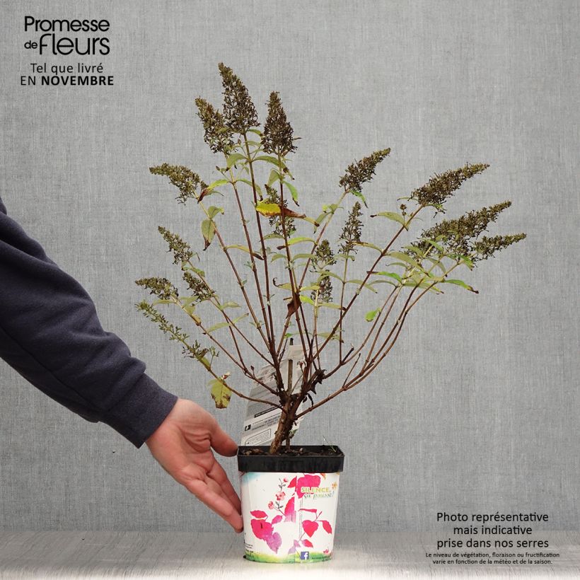 Esemplare di Albero delle farfalle Rêve de Papillon Pink Vaso da 2L/3L come consegnato in autunno