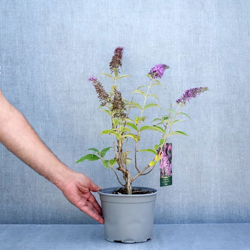 Esemplare di Albero delle farfalle Rêve de Papillon Pink Vaso da 4L/5L consegnato in estate