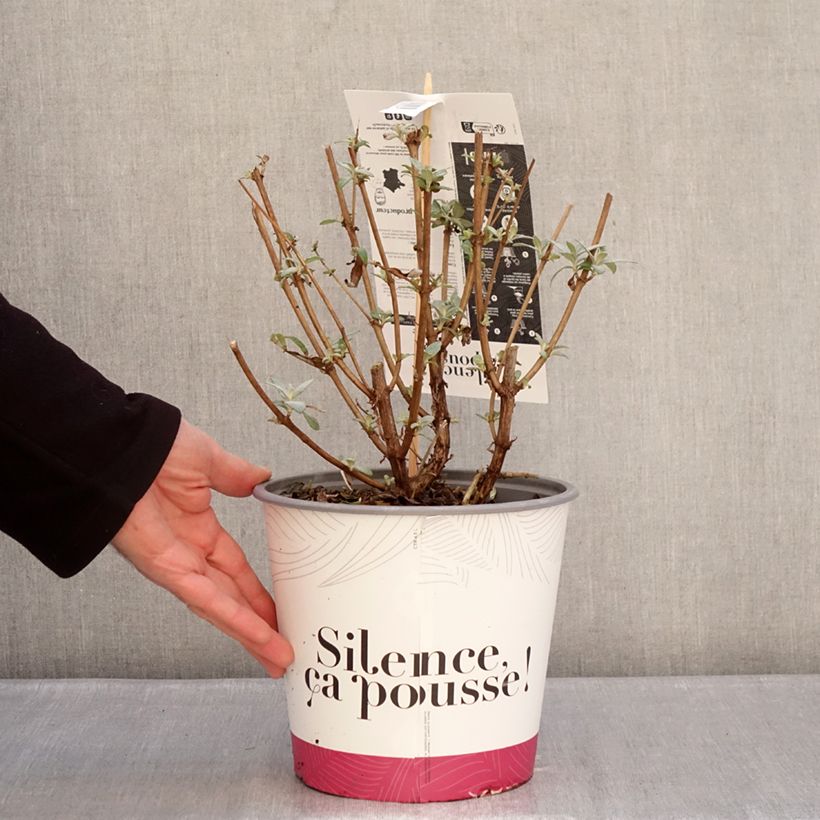 Albero delle farfalle davidii Rêve de Papillon Violet Vaso da 2L/3L esemplare consegnato in inverno