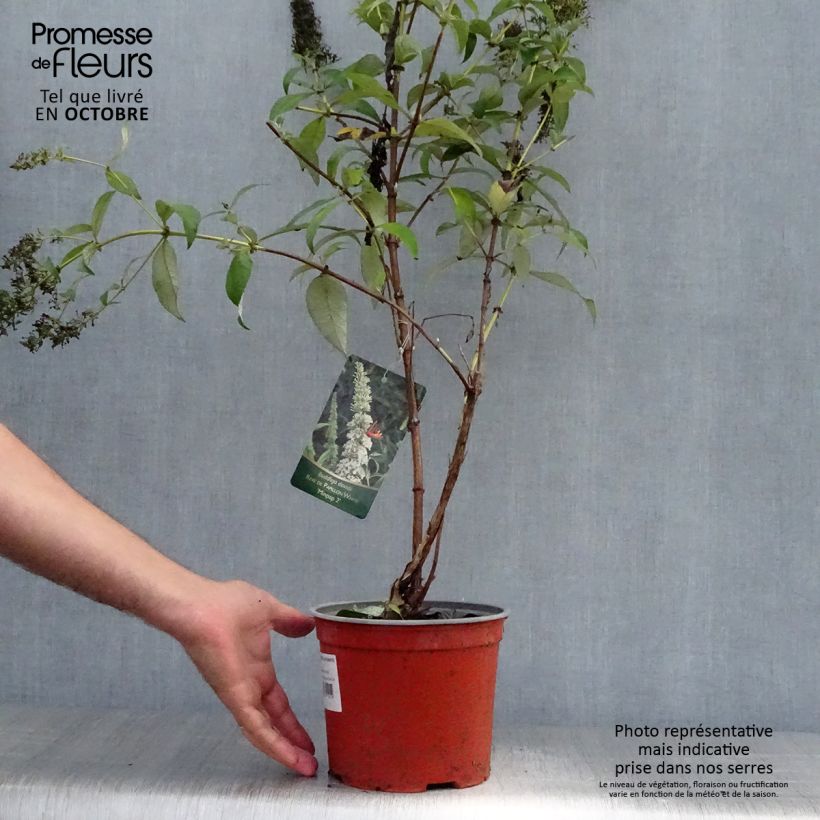 Esemplare di Albero delle farfalle Rêve de Papillon Blanc Vaso da 2L/3L come consegnato in autunno