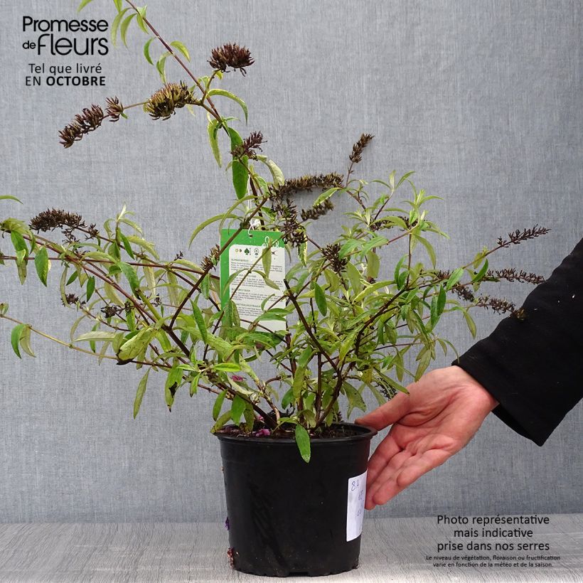 Esemplare di Albero delle farfalle Santana Vaso da 2L/3L come consegnato in autunno