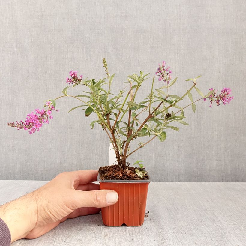 Esemplare di Albero delle farfalle Sophie Vasetto da 8/9 cm come consegnato in autunno