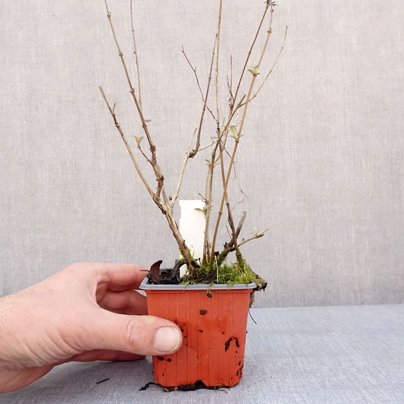 Albero delle farfalle Sophie Vasetto da 8/9 cm esemplare consegnato in inverno