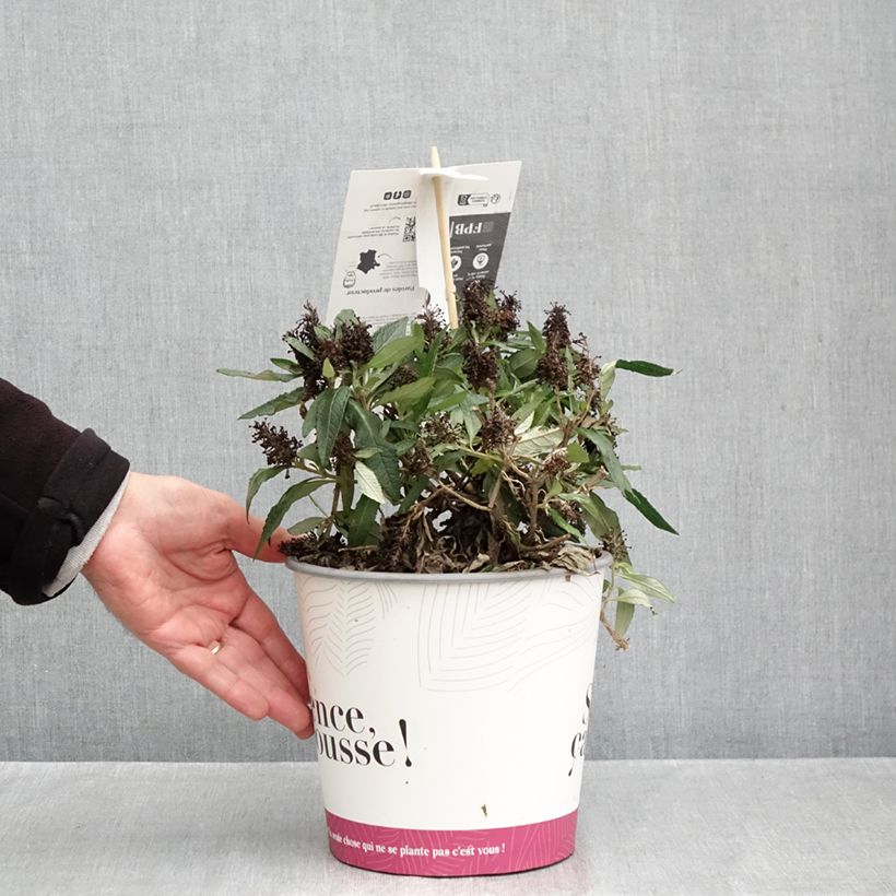 Esemplare di Albero delle farfalle Tiny Buddy Deep Blue Vaso da 4L/5L come consegnato in autunno