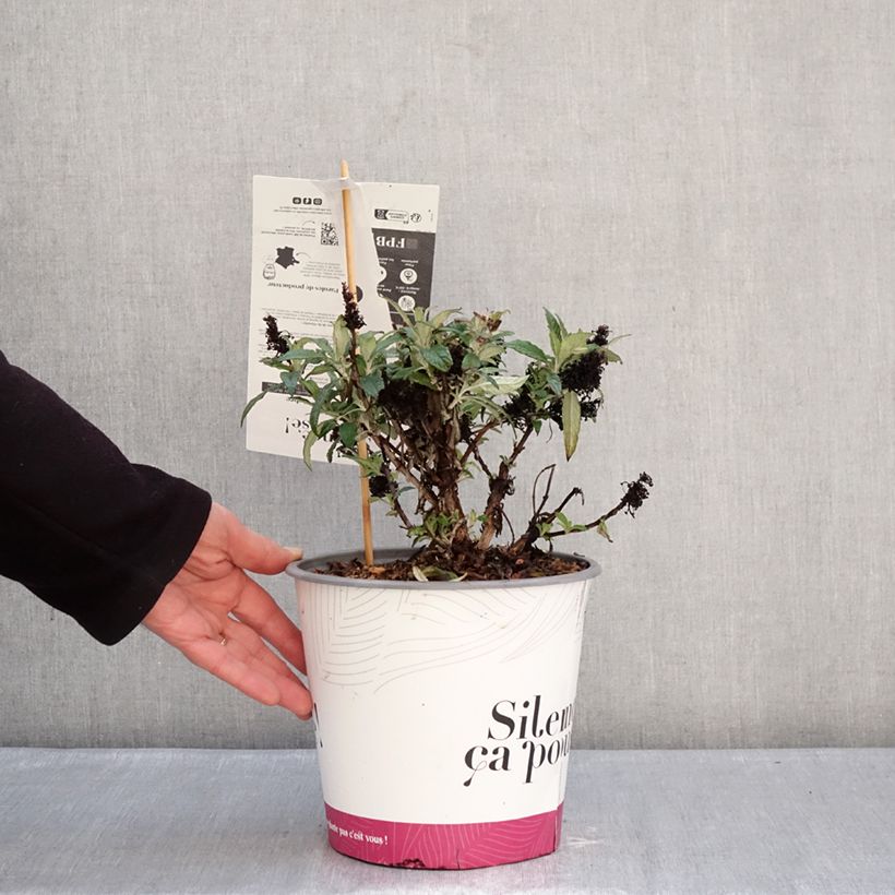 Albero delle farfalle Tiny Buddy Deep Blue Vaso da 4L/5L esemplare consegnato in inverno