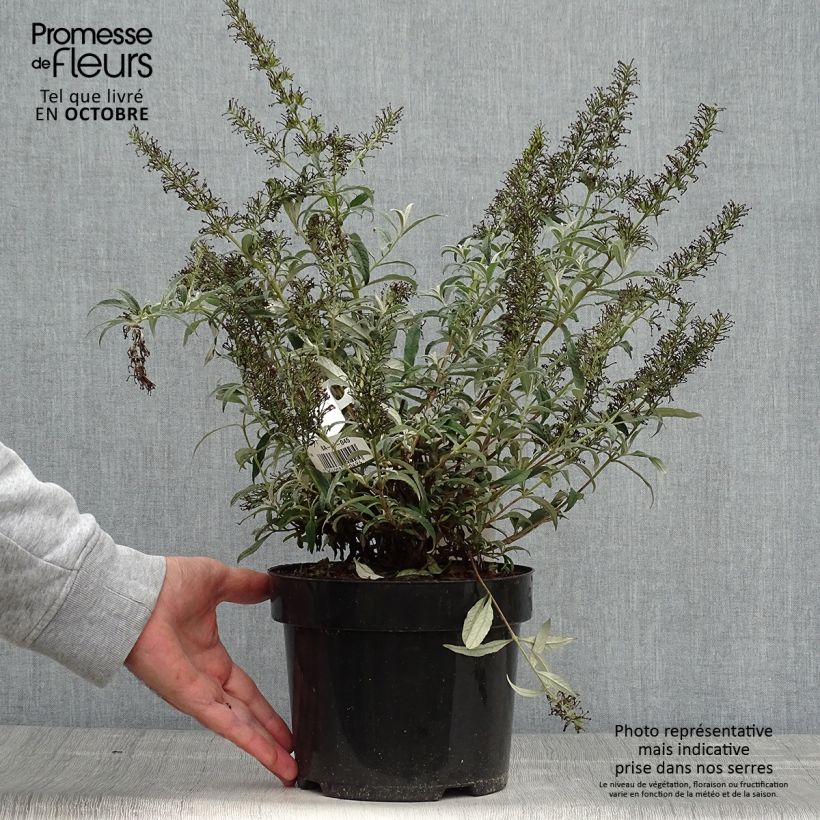 Esemplare di Albero delle farfalle White Ball Vaso da 3L/4L come consegnato in autunno