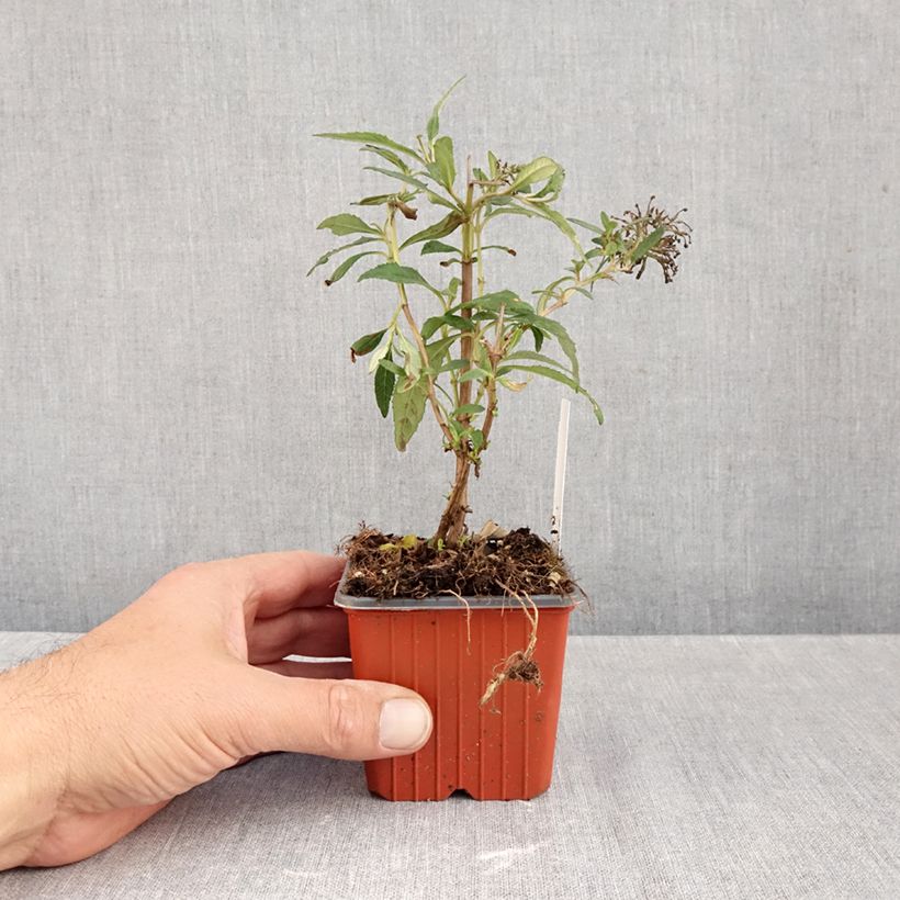 Esemplare di Albero delle farfalle White Profusion Vasetto da 8/9 cm come consegnato in autunno