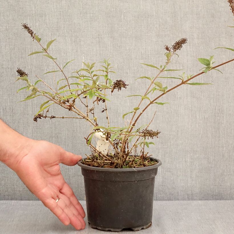 Esemplare di Albero delle farfalle Free Petite Lavender Flow Vaso da 2L/3L consegnato in estate