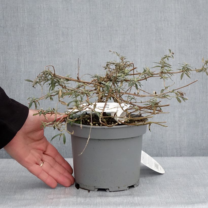 Albero delle farfalle Free Petite Lavender Flow Vaso da 2L/3L esemplare consegnato in inverno