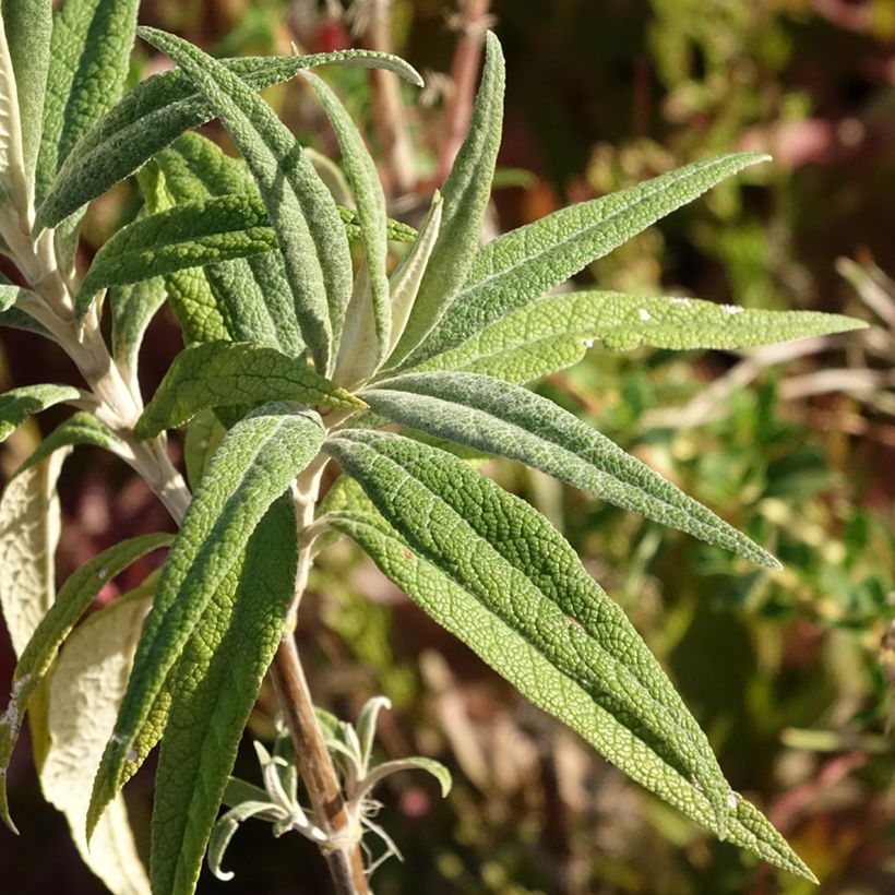 Buddleja globosa - Albero delle farfalle (Fogliame)