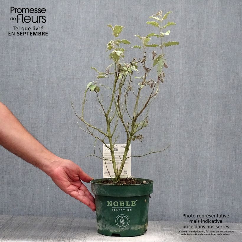 Esemplare di Buddleja glomerata Silver Service - Albero delle farfalle Vaso da 3L/4L come consegnato in autunno