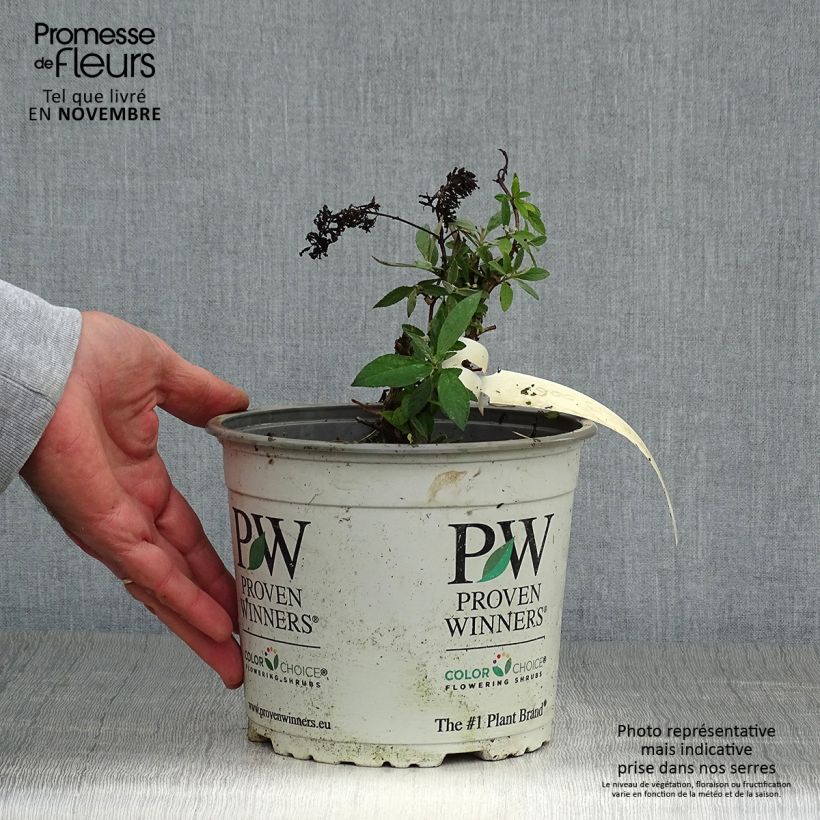 Esemplare di Albero delle farfalle Lilac Chip Vaso da 2L/3L come consegnato in autunno
