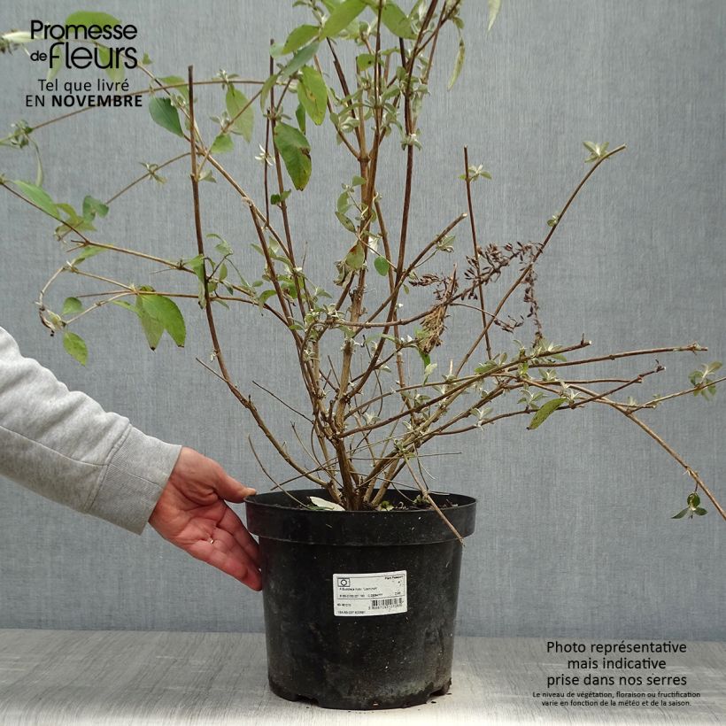 Esemplare di Albero delle farfalle Lochinch Vaso da 7,5L/10L come consegnato in autunno