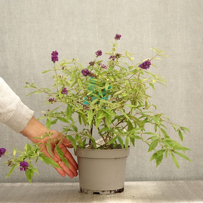 Esemplare di Buddleia Magda's Gold Knight - Arbre aux papillons Vaso da 3L/4L come consegnato in autunno