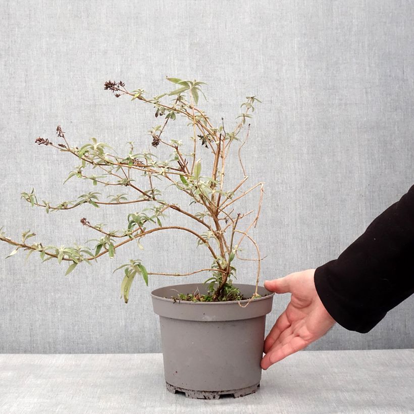 Albero delle farfalle Magda's Gold Knight Vaso da 3L/4L esemplare consegnato in inverno