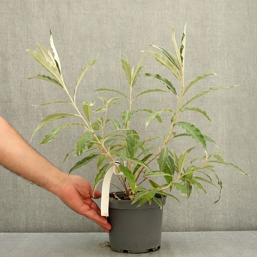 Esemplare di Buddleja megalocephala - Albero delle farfalle Vaso da 3L/4L consegnato in estate