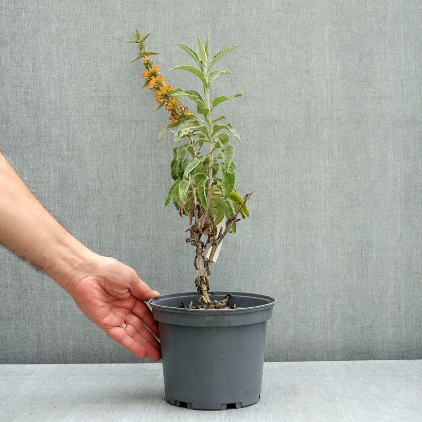 Esemplare di Albero delle farfalle Orange Sceptre Vaso da 3L/4L come consegnato in autunno
