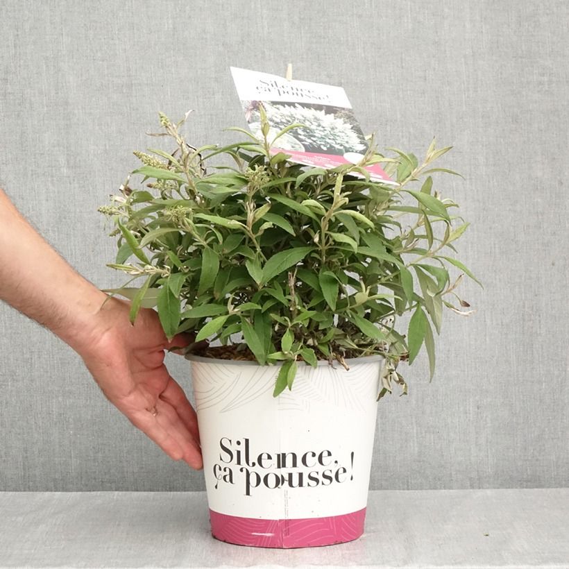 Esemplare di Albero delle farfalle Tiny Buddy White Vaso da 4L/5L come consegnato in autunno